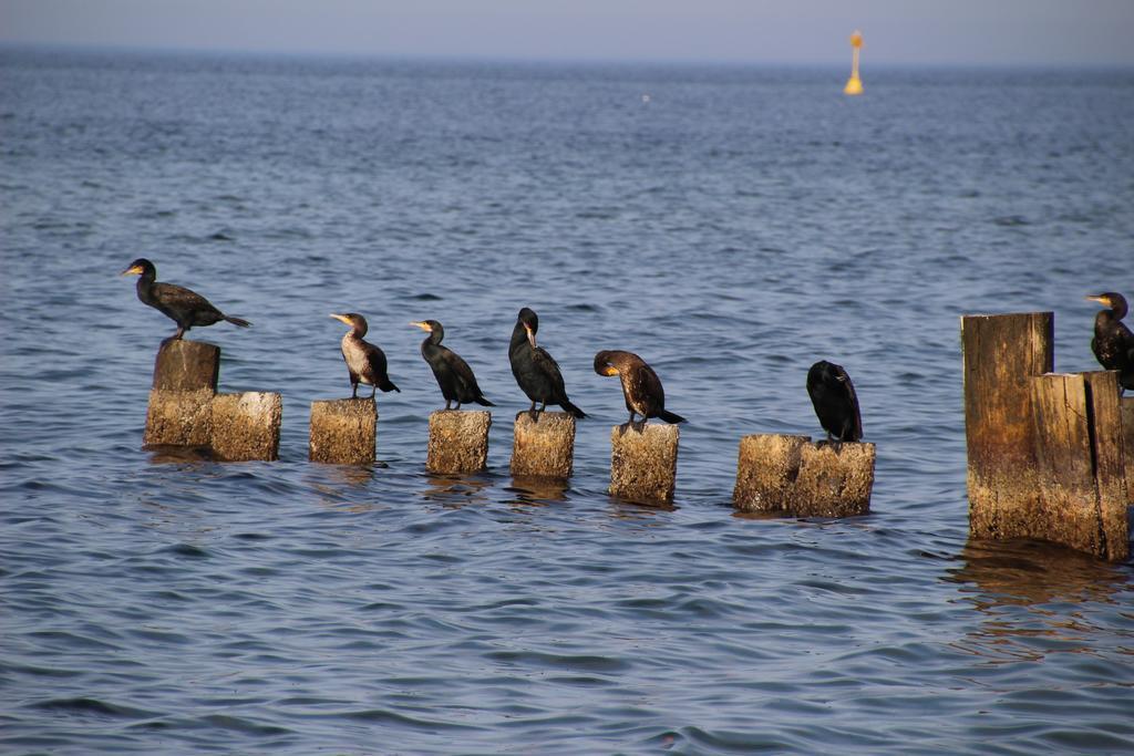 Meine Fischerhuette Börgerende-Rethwisch Exteriör bild